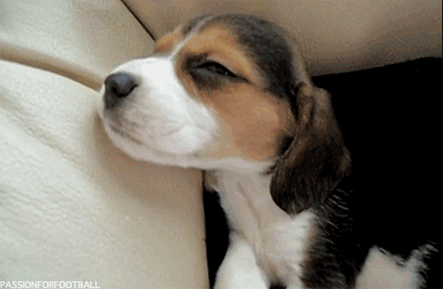 This GIF has everything: dog, puppy, BEAGLE! This GIF has everything: dog, puppy, BEAGLE!
