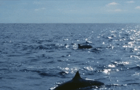 dolphin spinner