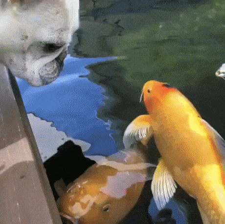 Fish are friends not food in animals gifs