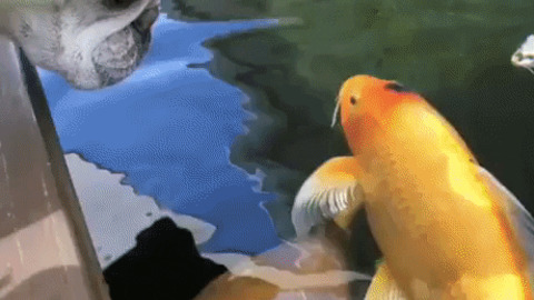 Fish are friends not food