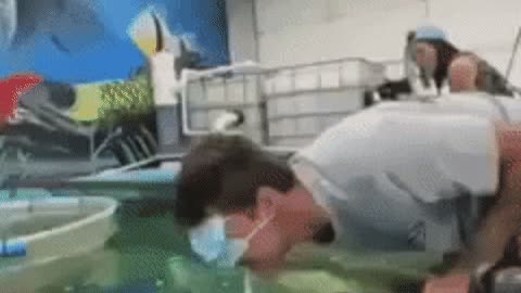 Knocked out by fish gif