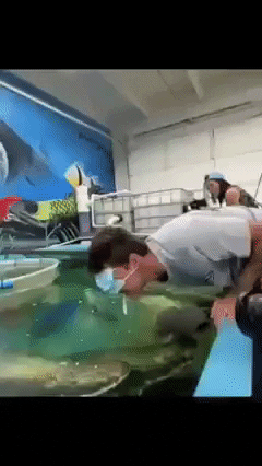 Knocked out by fish in wtf gifs