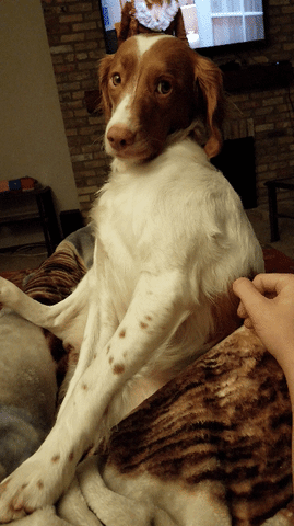 Dog Pet GIF - Find & Share on GIPHY