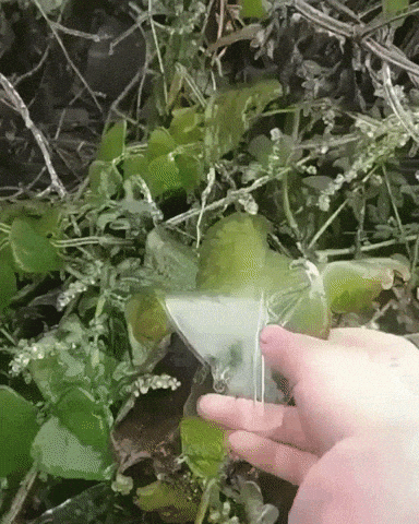 Iced leaf in wow gifs