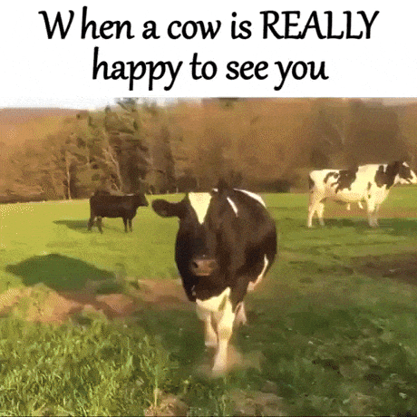 When a cow is really happy to see you in funny gifs