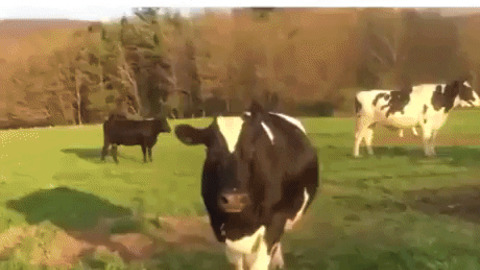 When a cow is really happy to see you