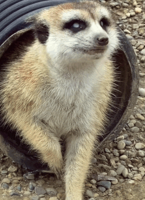 meerkat looks out of tunnel