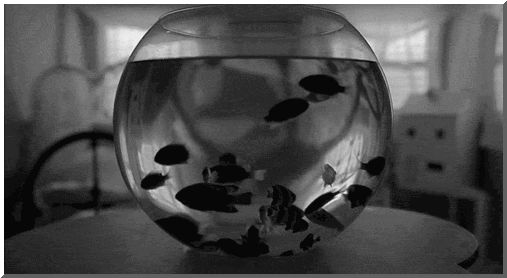 Fishbowl GIFs Find & Share on GIPHY