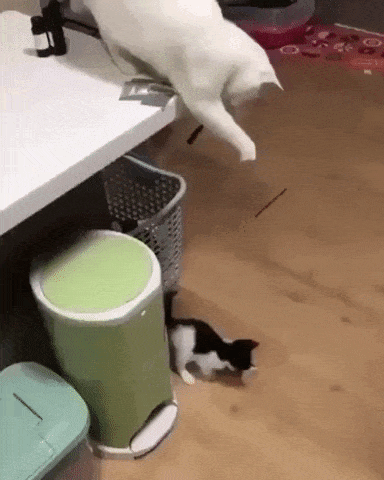 Playing with kitten in cat gifs