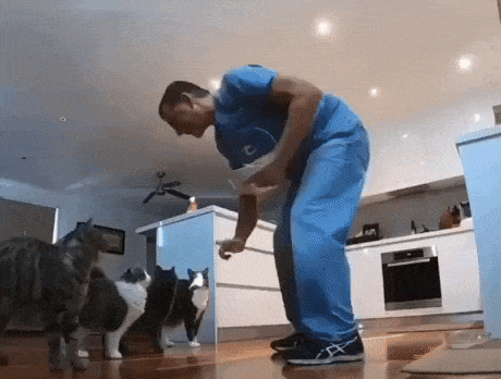How to feed cats in cat gifs
