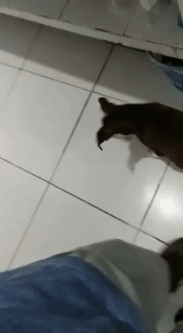 giphy.gif