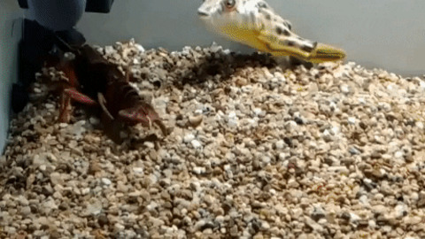 Puffer fish trying to eat crawfish