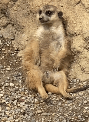 meerkat sticking his tongue out