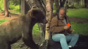 Slapping Bear GIFs - Find & Share on GIPHY