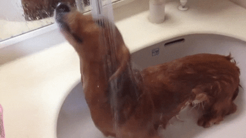Dachshund GIF - Find & Share on GIPHY