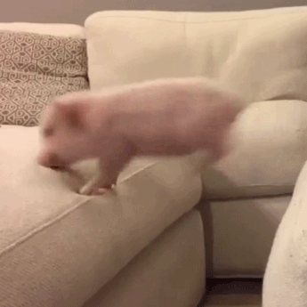 Gif of pet pigs trying to jump but failing cutely