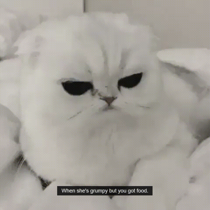 Grumpy GIF Find & Share on GIPHY