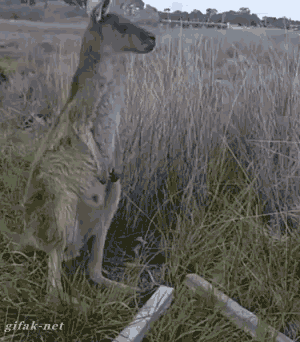 kangaroo scratching guitar hero funnys strumming