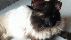 cat fashion sunglasses percy himalayan