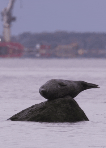 Common Seal GIF by Head Like an Orange