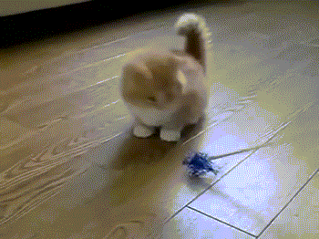 https://media.giphy.com/media/Ul7Ary8n96wNy/giphy.gif