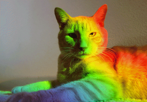 Rainbow Cat Gif