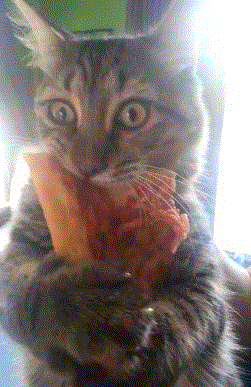Image result for cat pizza gif