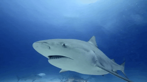 Bull Shark Vs Tiger Shark Bull Shark Attack Tiger Shark Facts