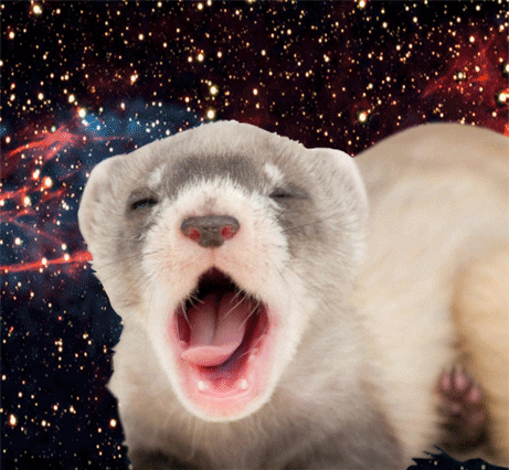 Black Footed Ferret GIFs - Find & Share on GIPHY