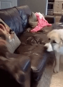 Dog be like what just happened in funny gifs