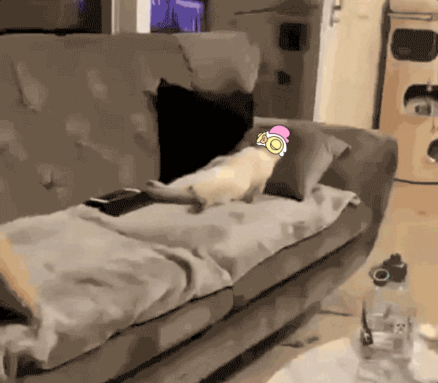 Gif