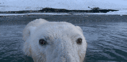 Polar Bear GIF - Find & Share on GIPHY