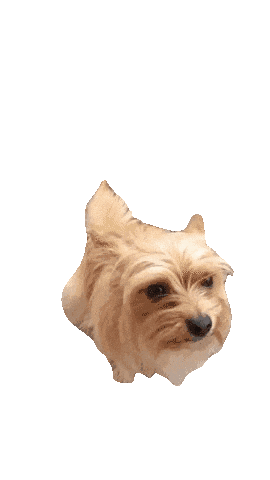 Yorkshire Terrier Dog Sticker by Justin for iOS & Android | GIPHY