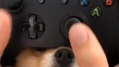 Gaming with doggo