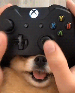 Gaming with doggo in dog gifs