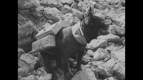 Dog Wwi GIF by US National Archives