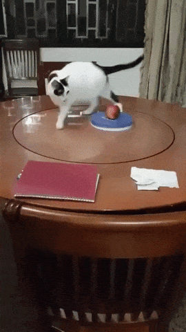 Can not stop turning in cat gifs
