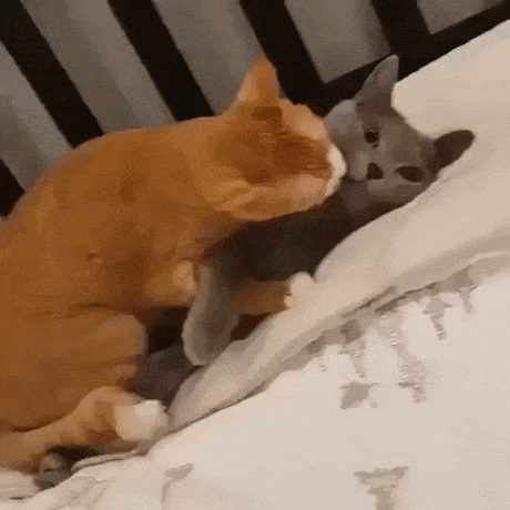 Cat has given up on love in cat gifs