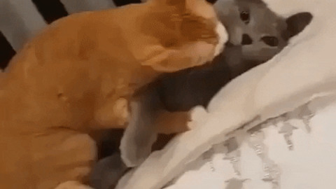 Cat has given up on love