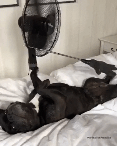 Calor faz mal para o cachorro