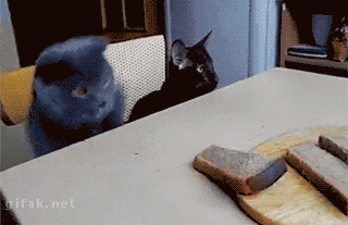 I want the bread in cat gifs