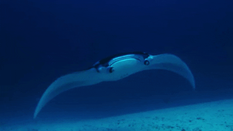 We Are Water Films GIF