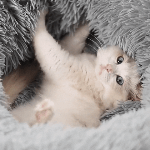 cama antiestrés para gatos