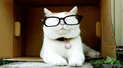 cat frustrated glasses