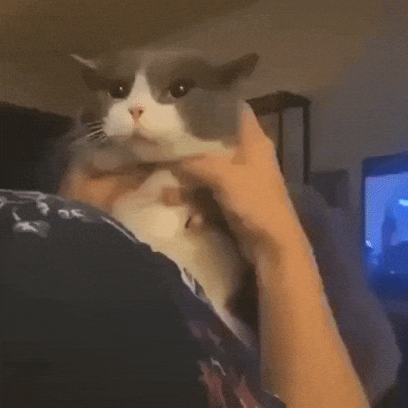 Catto get massage in cat gifs