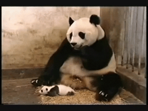 dünyanın en sevimli, en şapşik canlısı pandalar hakkında bilgiler