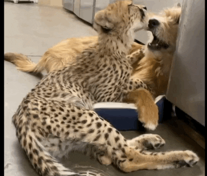 kris the baby cheetah licks her companion dogs face