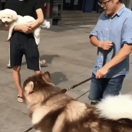 Hold me too in dog gifs