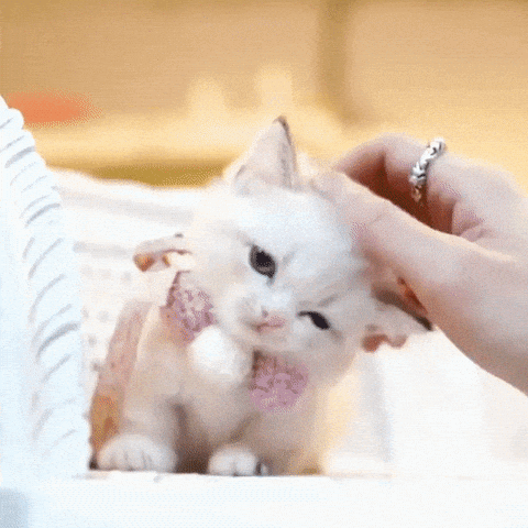 How To Prepare For a New Kitten