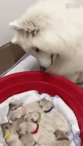 Mama Dog Looking at Her Puppies Cute Aww Mood